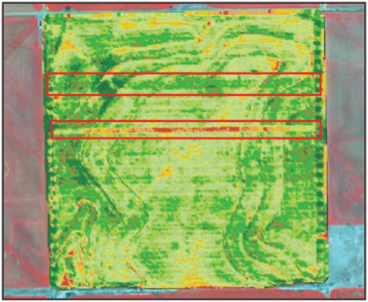 This IKONS NDVI image is of a field with a Nitrogen Rich Strip and a strip that received zero phosphorous.