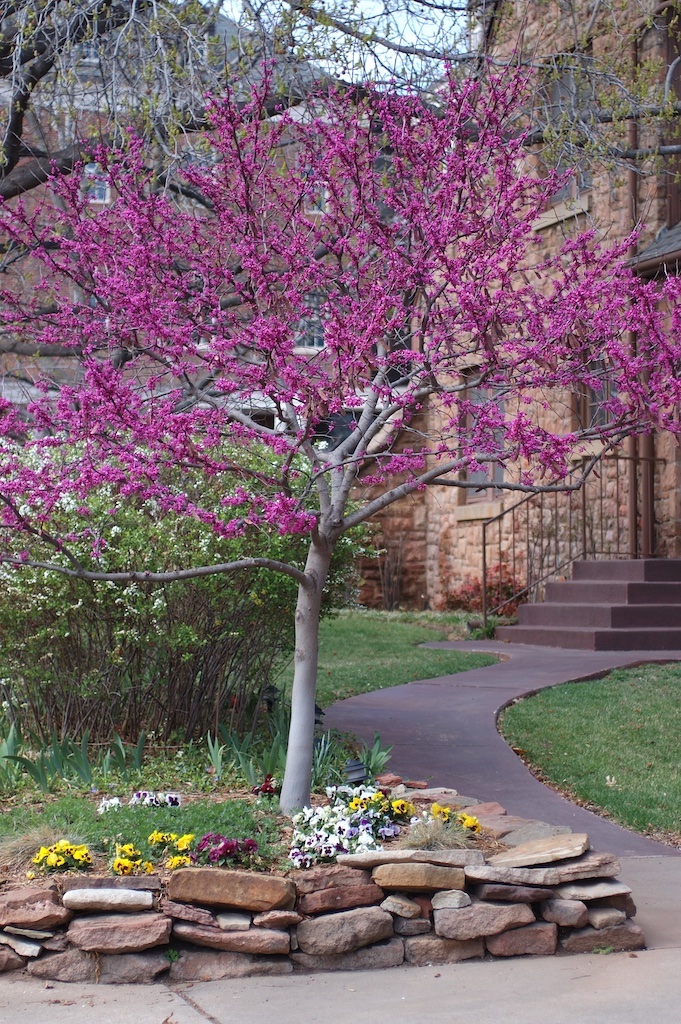 A smaller tree with purple budding leaves coming from the tree as it sits in a decorative flower bed.