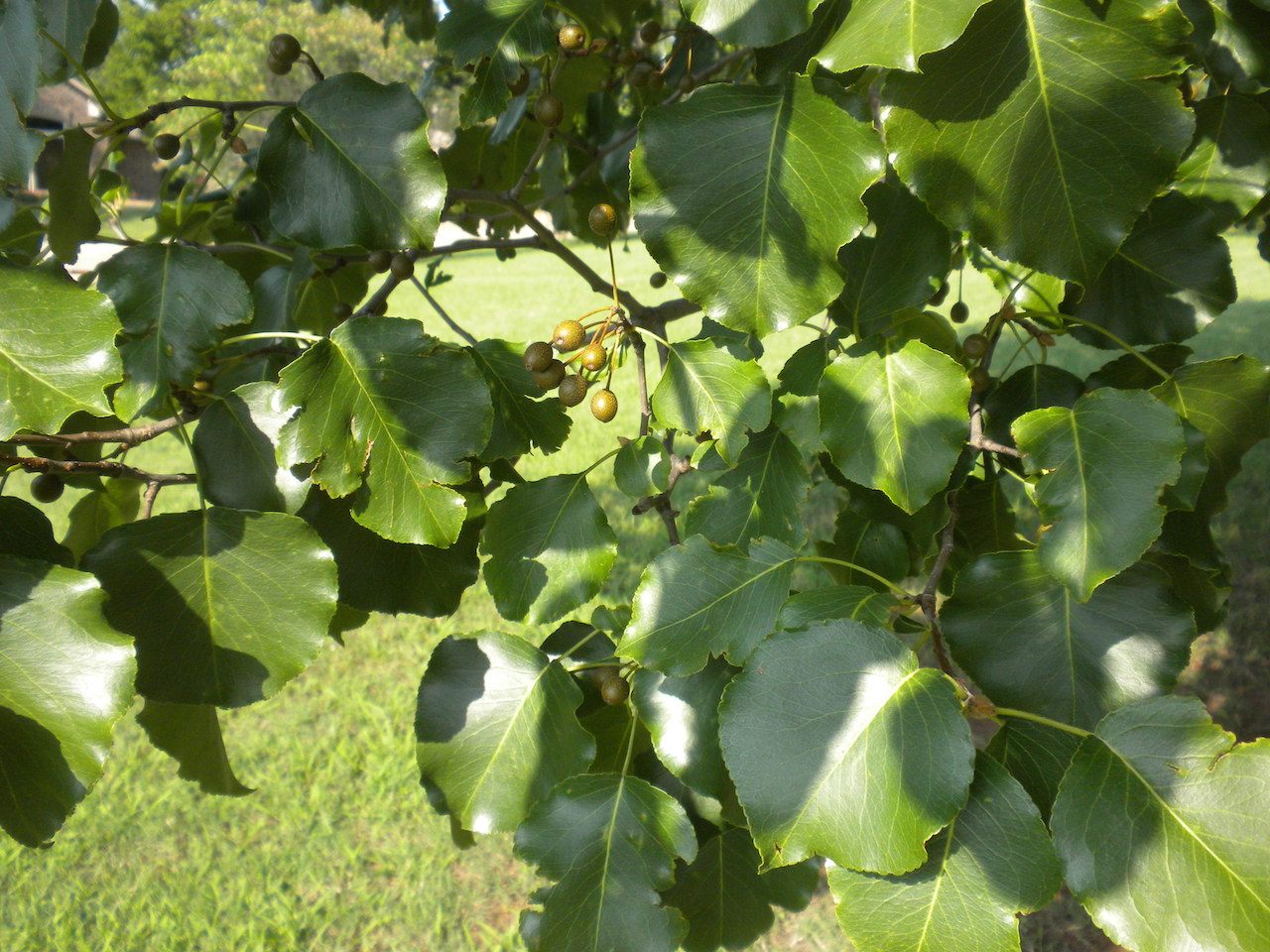 The green leaves of a callery pear tree.