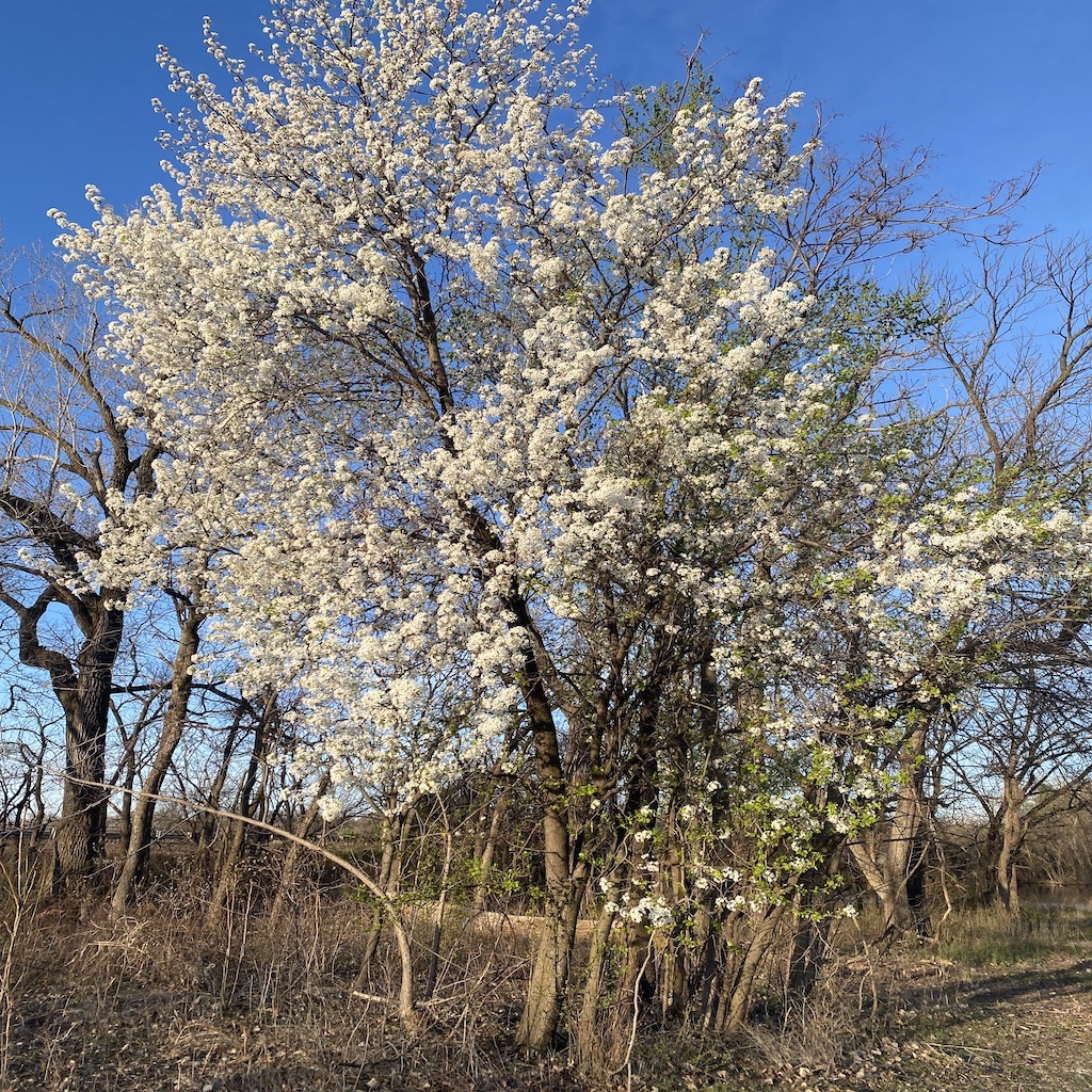 A tree with white leaves coming from the tree branches while the tree sits under a blue sky.