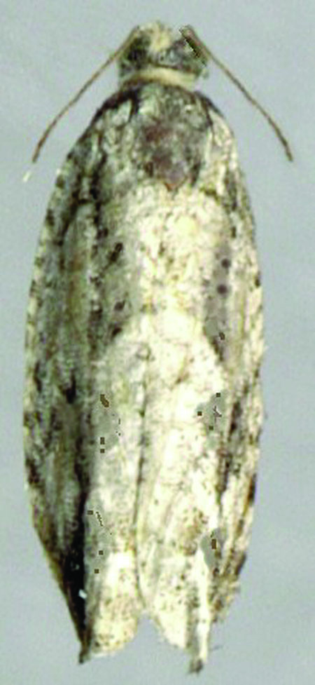 A pecan bud moth.