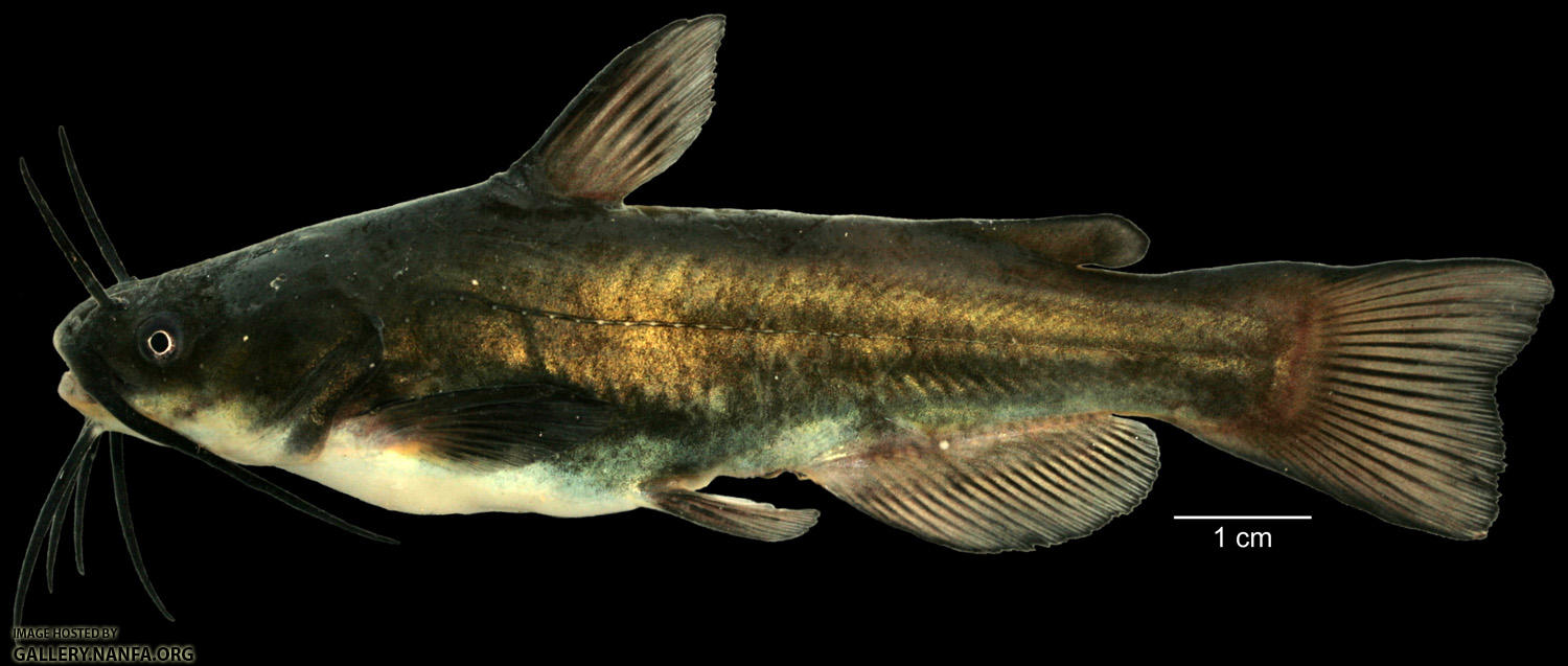 A long brown fish with whiskers. A long brown fish with whiskers.