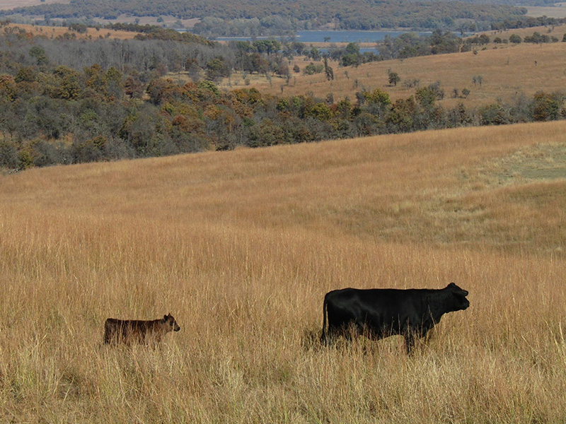 An adult cow and a baby cow walk through tall grass with hills in the background. An adult cow and a baby cow walk through tall grass with hills in the background.