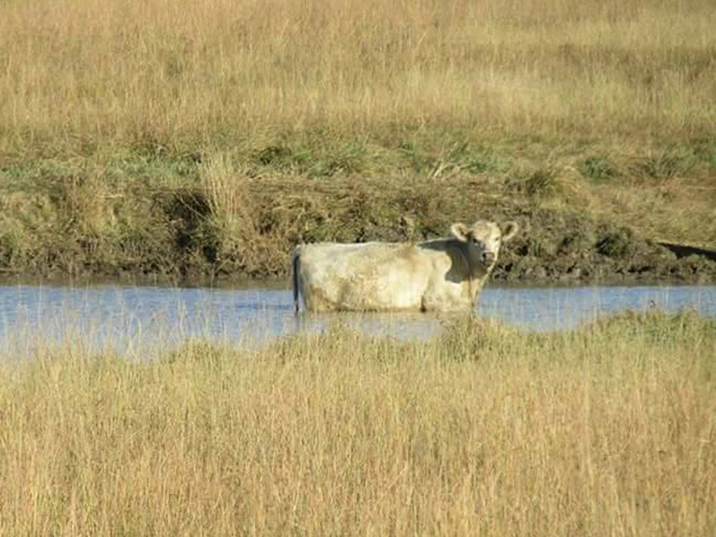 Tan cow is standing in water up to his belly surrounded by lots of tall grass. Tan cow is standing in water up to his belly surrounded by lots of tall grass.