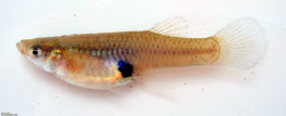 Small fish with yellow/orange scales and a clear tail.