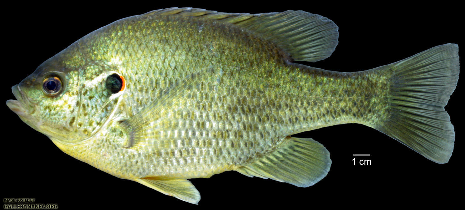 A fish colored with green, blue, and yellow scales. A fish colored with green, blue, and yellow scales.