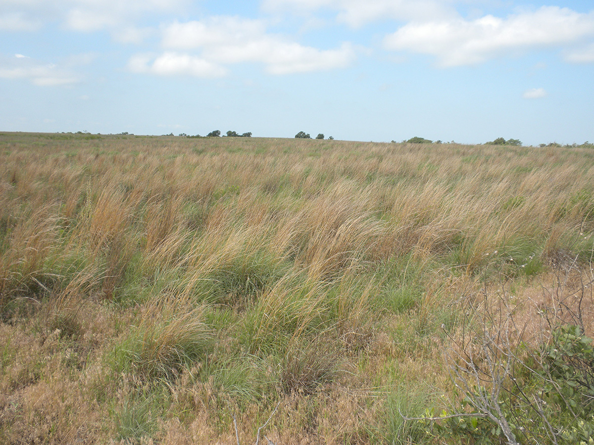 Dense grass cover such as this native CRP field provides excellent nesting habitat for pheasant.