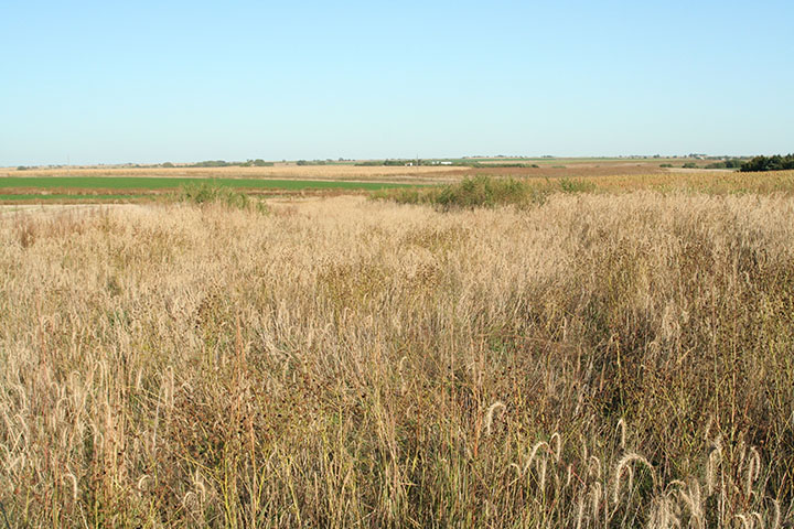 This waterway, was planted to a mixture of native warm season and native cool season grasses, such as switchgrass and big bluestem, rather than introduced grasses.