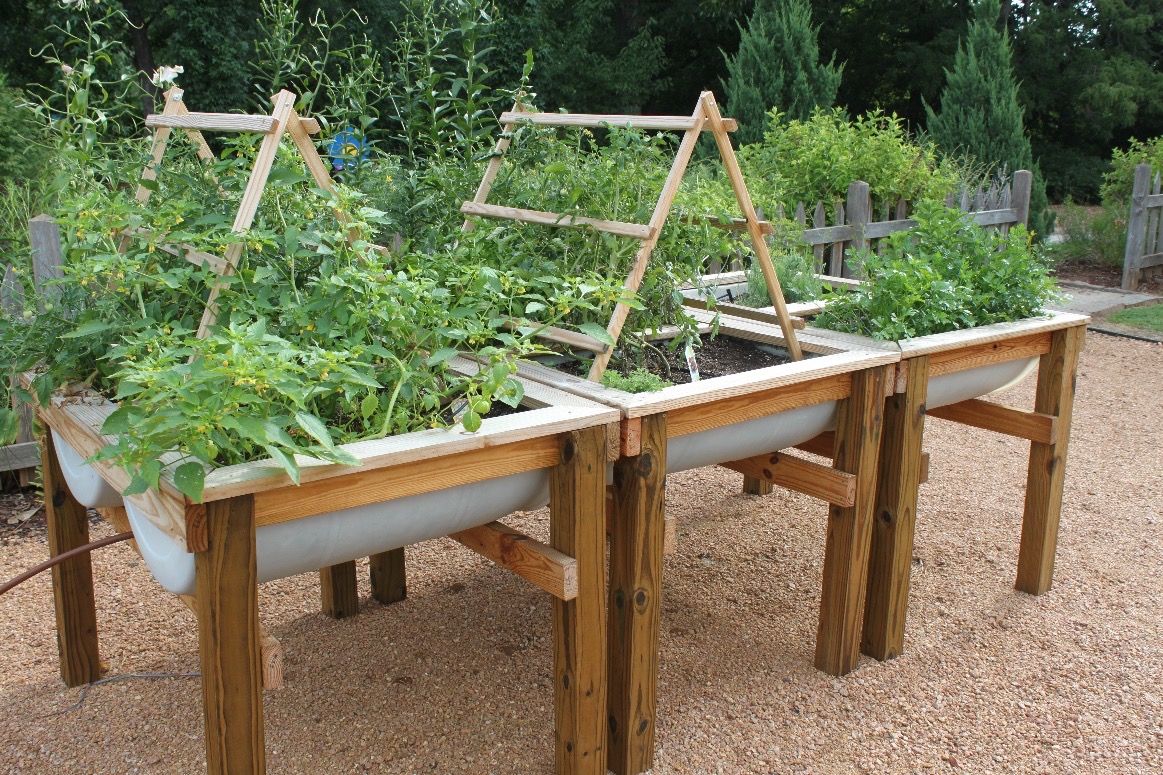 Raised garden built from plastic barrels and lumber.