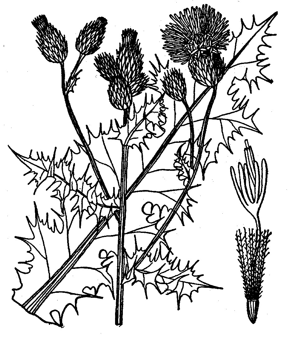 Canada Thistle Line Drawing