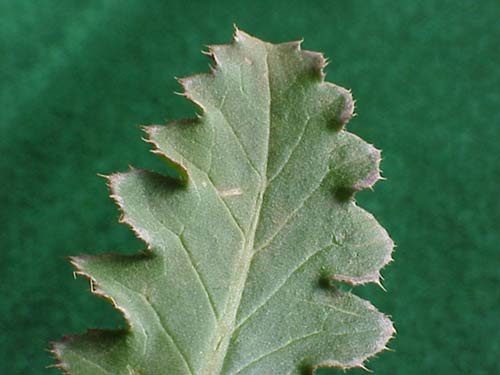 Musk thistle Leaf