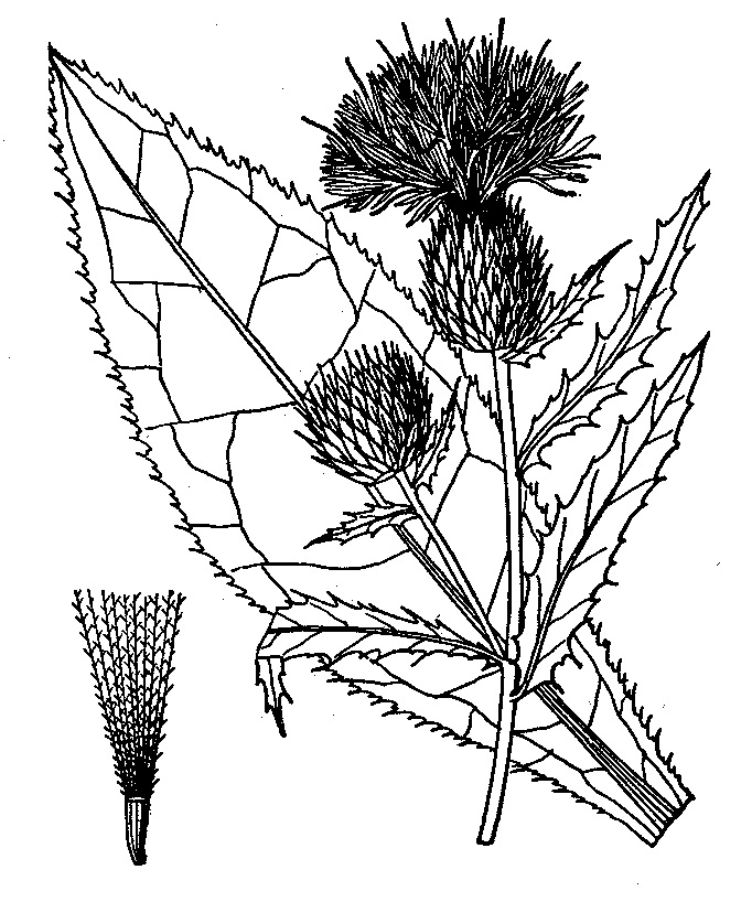 Tall thistle Line Drawing