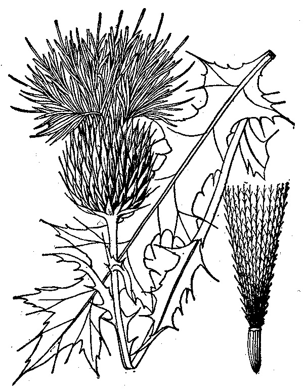 Wavyleaf Line Drawing