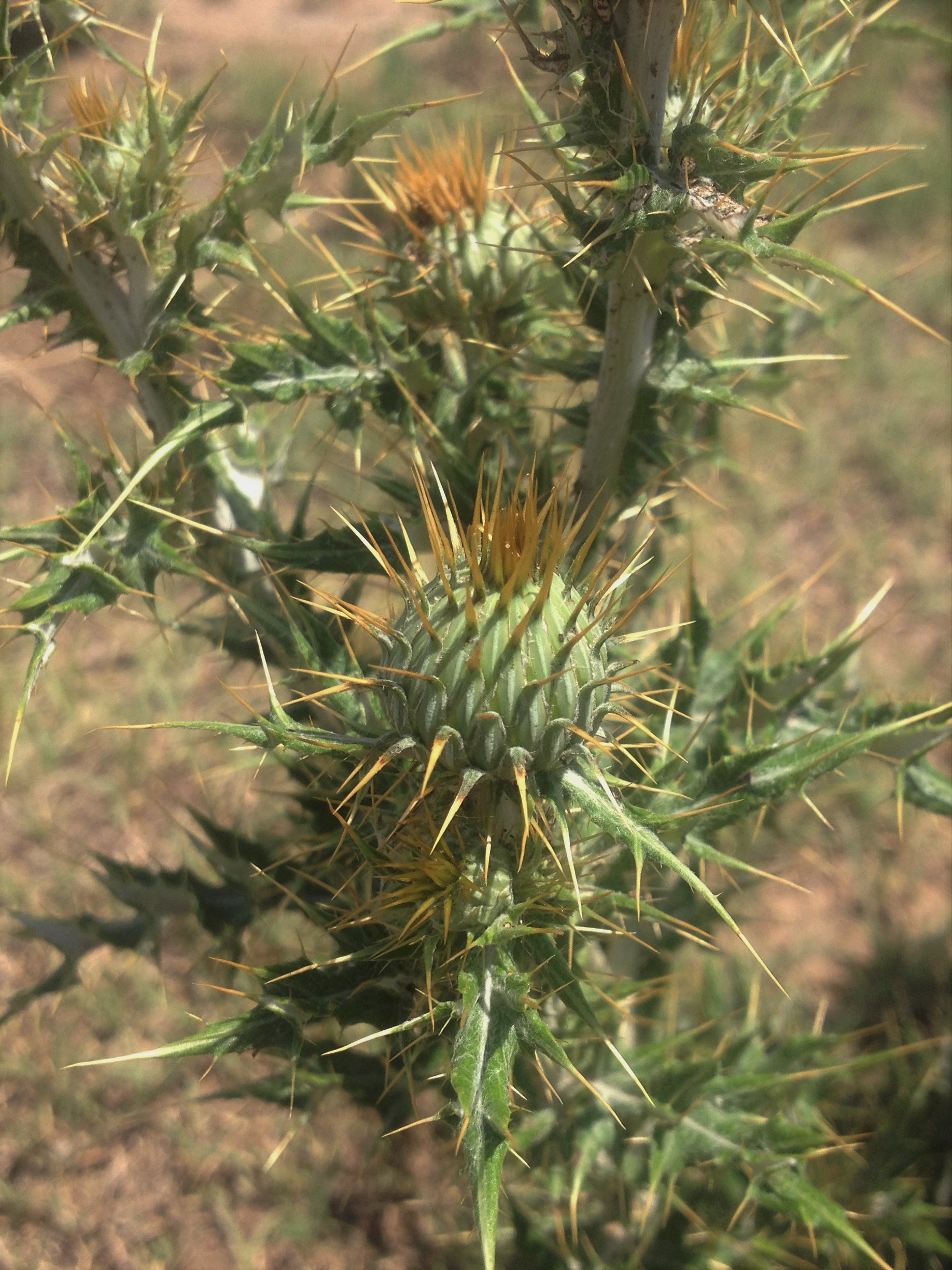 Thistle Identification Oklahoma State University