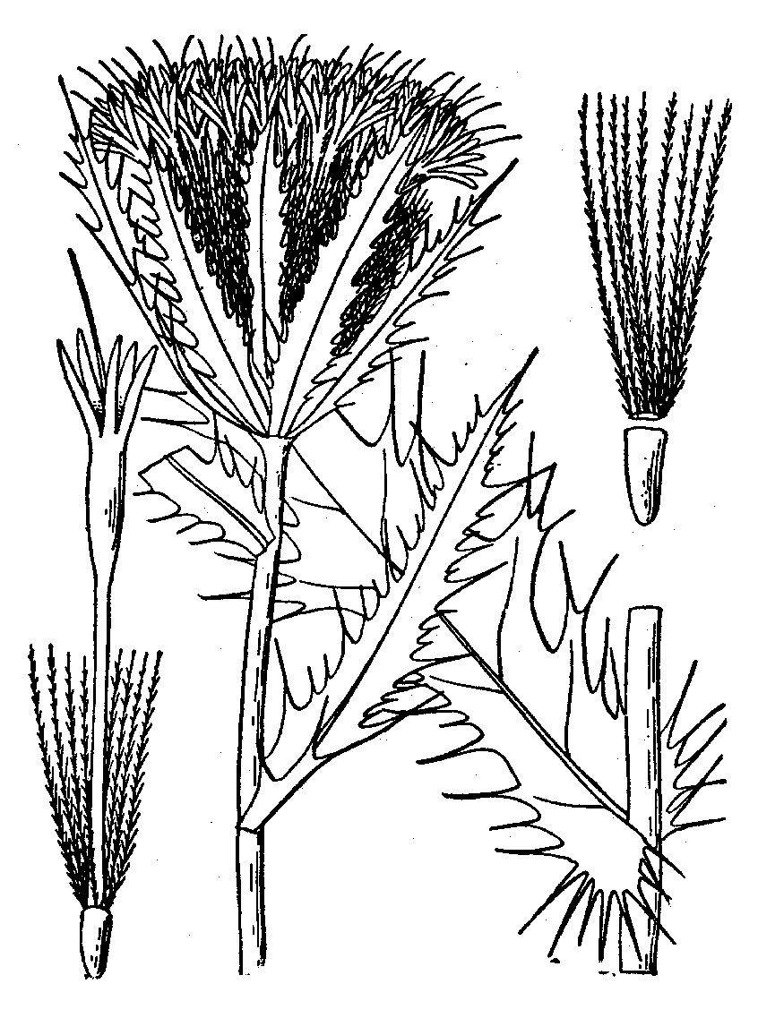 Yellow thistle Line Drawing