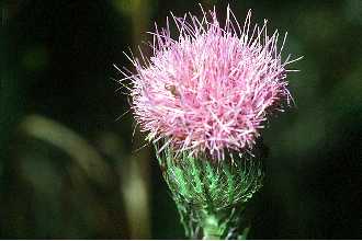 Yellow thistle
