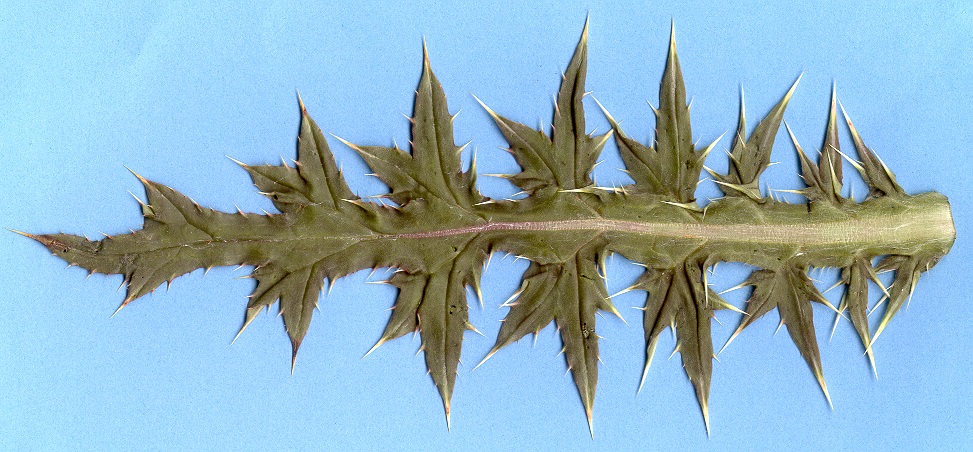 Yellow thistle Leaf
