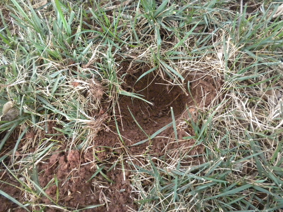 A hole in the ground dug by an armadillo.
