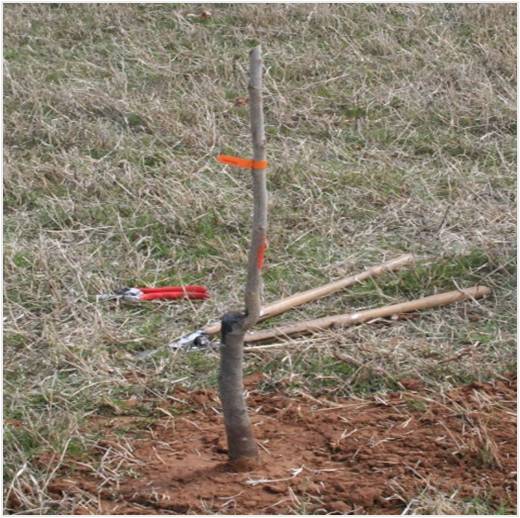 Removing 1/3 to ½ of the bareroot tree at the time of planting increases livability and subsequent total growth.