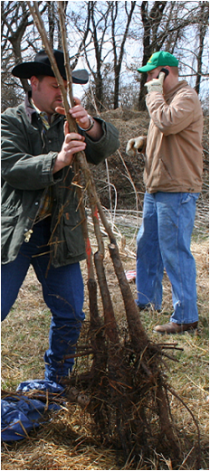 Two men planting bareroot trees.