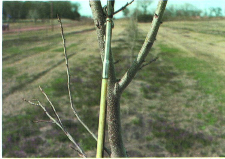 An example of when a side branch is reaching the diameter of a trunk and it should be removed.