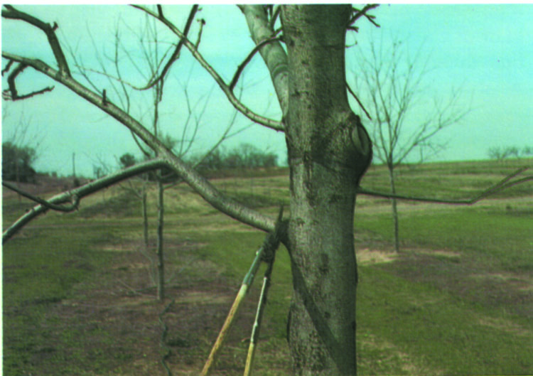 A branch being removed while leaving the protective branch collar intact with the trunk.