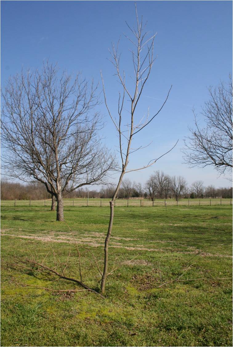 A pecan tree after pruning.The tree consists of a straight central trunk with scaffold limbs spaced up and around the trunk.