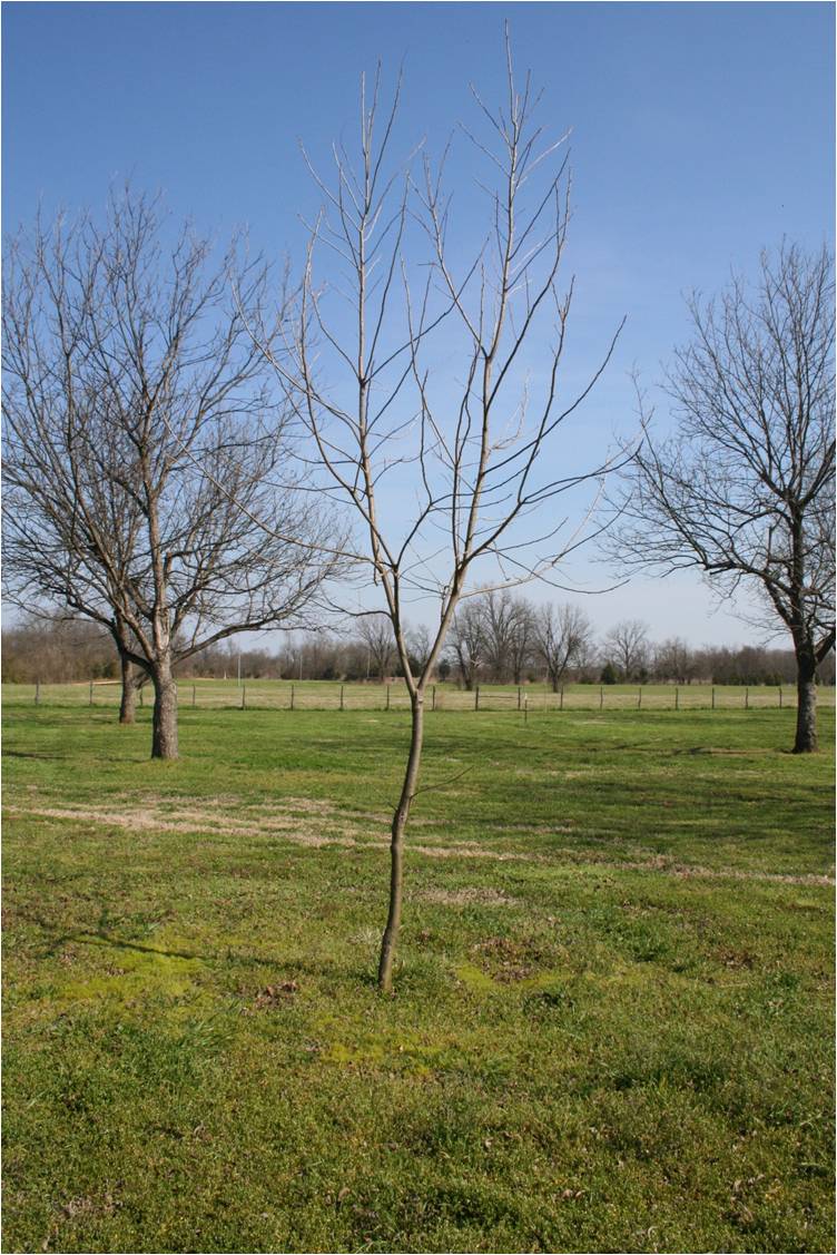 A pecan tree with a trunk terminating into 2 branches, weakening the tree structurally.