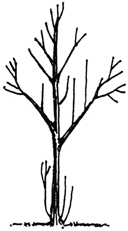 Sketch showing water sprouts and suckers are “parasitic” sprouts that can occur at the base or inside the crown.