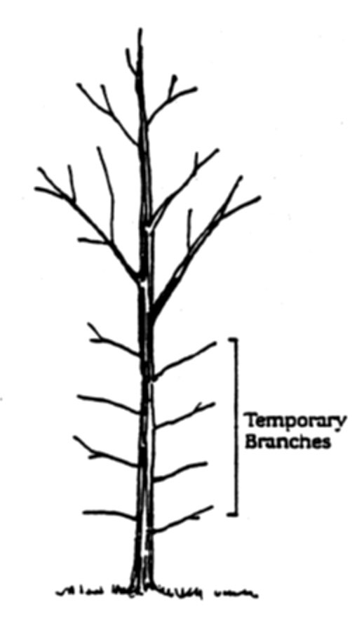Branches below the lowest permanent branch are considered temporary branches.