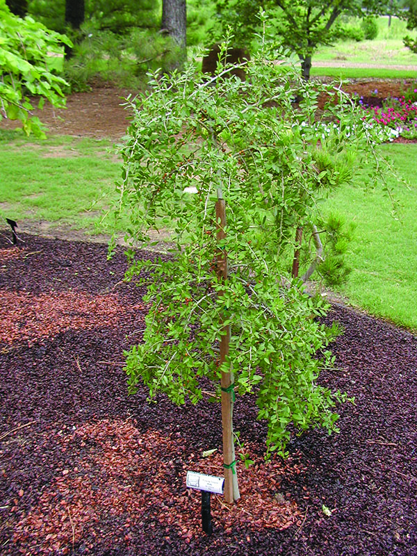 Weeping form of a yaupon holly tree.