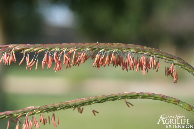 Two stems of eastern gamagrass raceme.