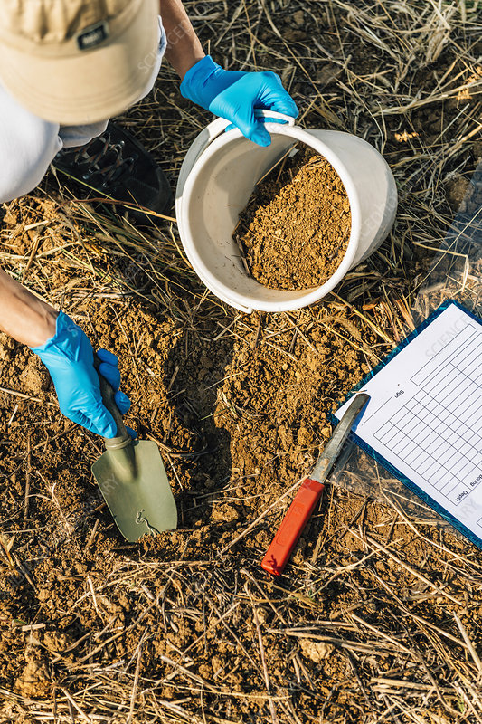 A person wearing blue gloves using a shovel to dig soil into a white bucket.