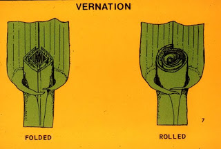 The two different types of vernation, the left shows folded and the right shows rolled.