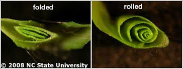 Two types if vernation shwoing the difference between folded and rolled.