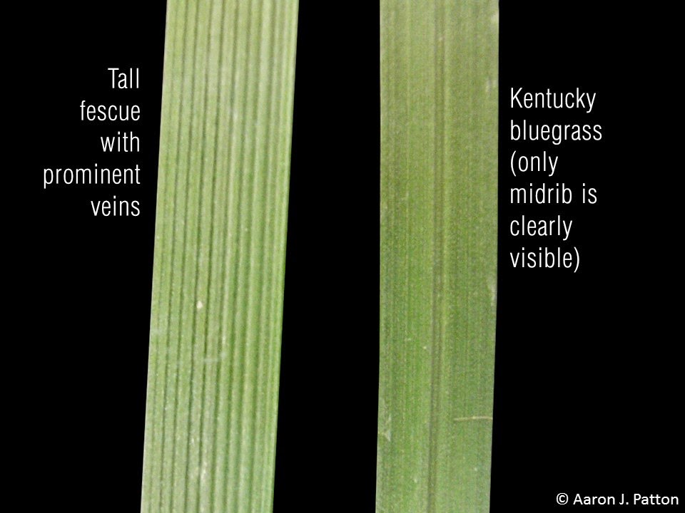 Two grass blades showing multiple versus, the left showing tall tescue with prominent veins and the right showing Kentucky bluegrass (only midrib is clearly visible).
