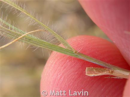 A person holding a leaf of buffalograss with hairy edges.