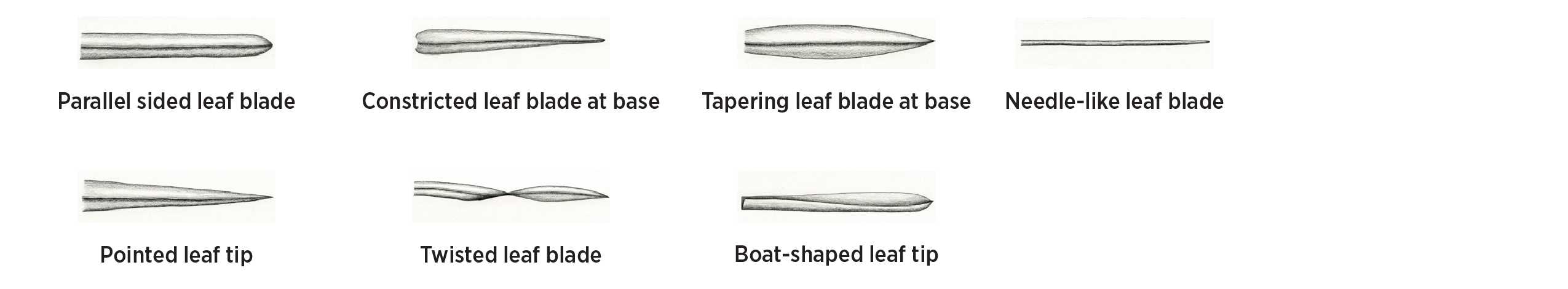 Seven different depictions of leaf blades and tips, showing parallel sided leaf blade, constricted leaf blade at base, tapering leaf blade at base, needle-like leaf blade, pointed leaf tip, twisted leaf blade and boat-shaped leaf tip.