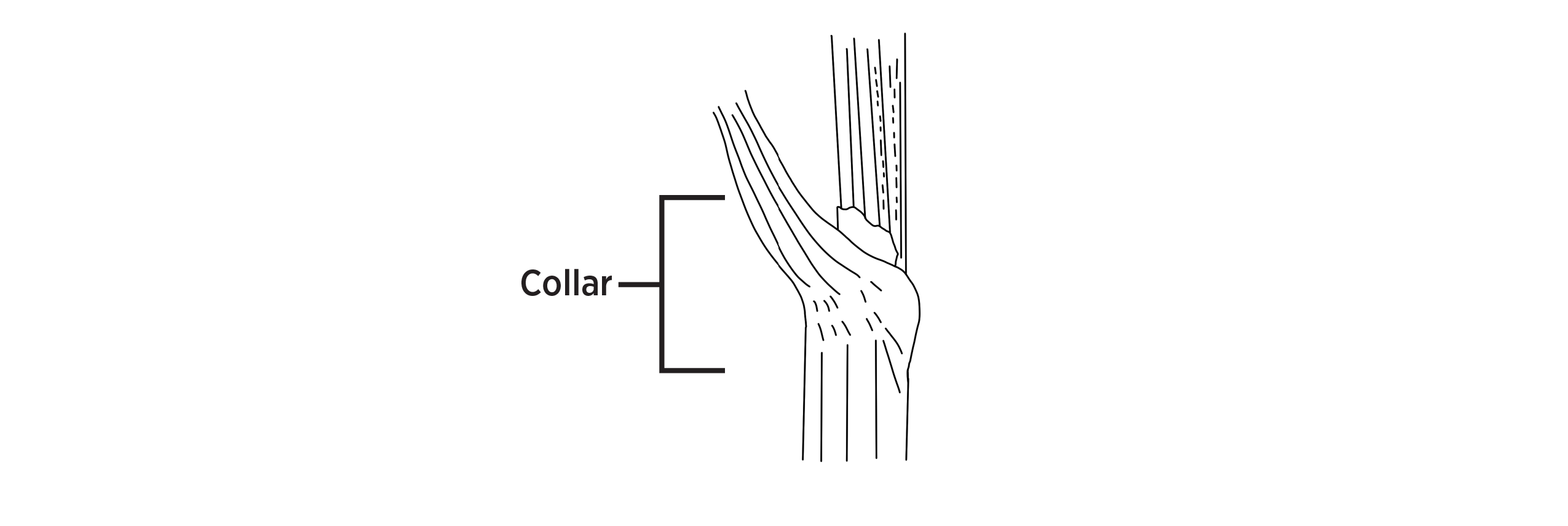 A figure of a leaf blade demonstrating where the collar is.