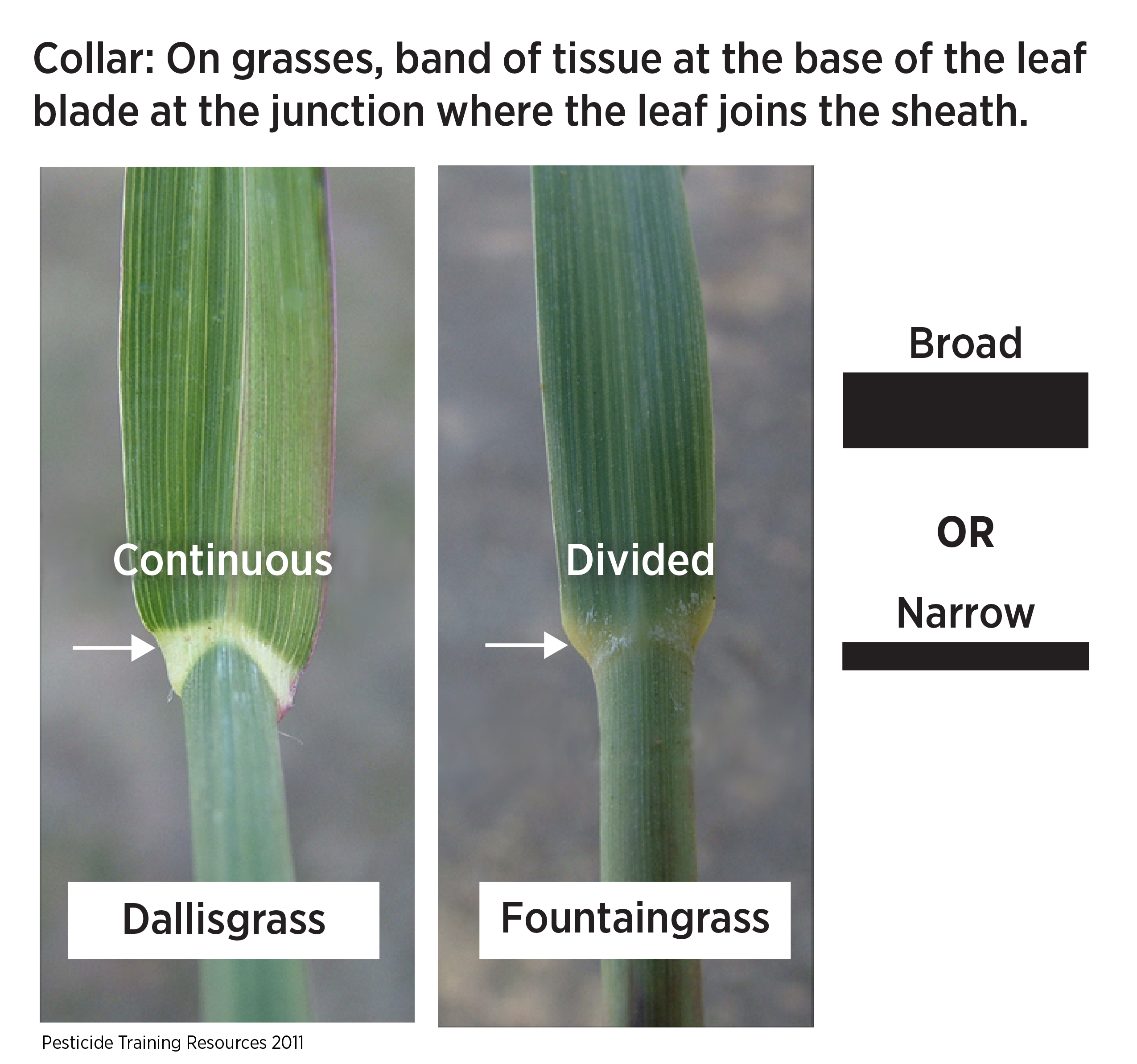 Two different types of collars showing the difference between broad or narrow. The left shoes Dallisgrass that is continuous and the right shows Fountaingrass that is divided. Collar: On grasses, band of tissure at the base of the leaf blade at the junction where the leaf joins the sheath.