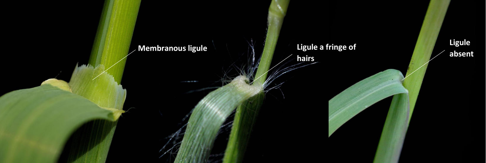 Three different types of ligules, showing the membranous ligule, ligule with a fringe of hairs and ligule absent.