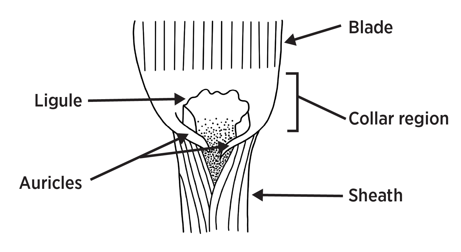 A figure of a piece of grass showing the characteristics such as auricles, ligule, blade, collar region and sheath.