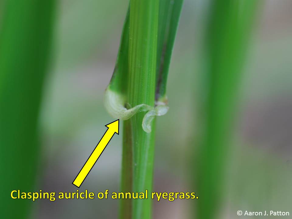 A piece of green ryegrass showing the clasping auricle with a yellow arrow.