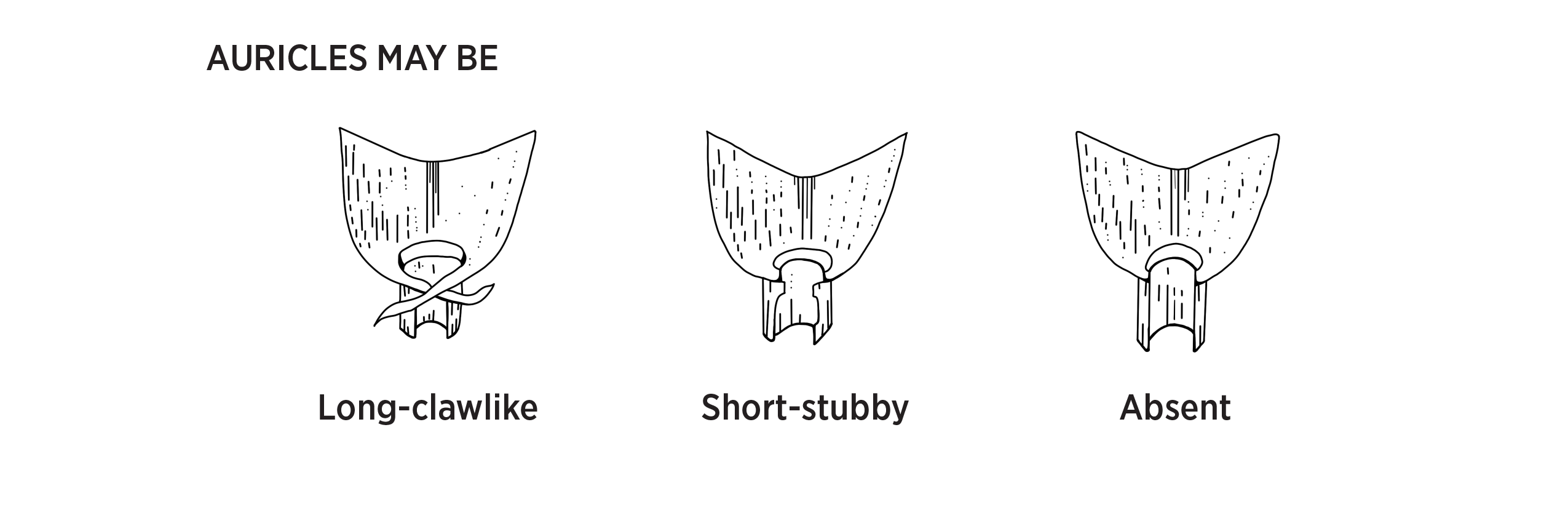 Three figures of auricles, showing the difference between long-clawlike, short-stubby and absent.