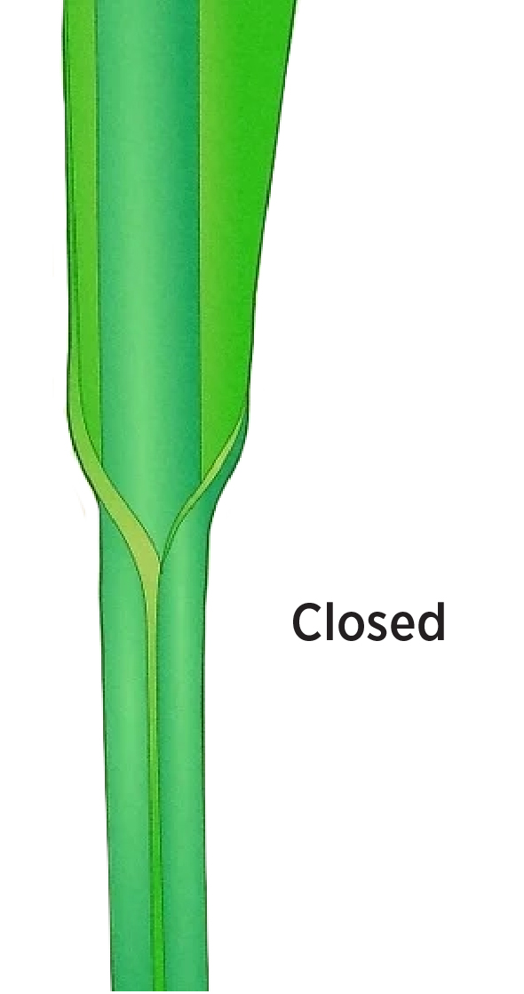 A green closed leaf sheath.