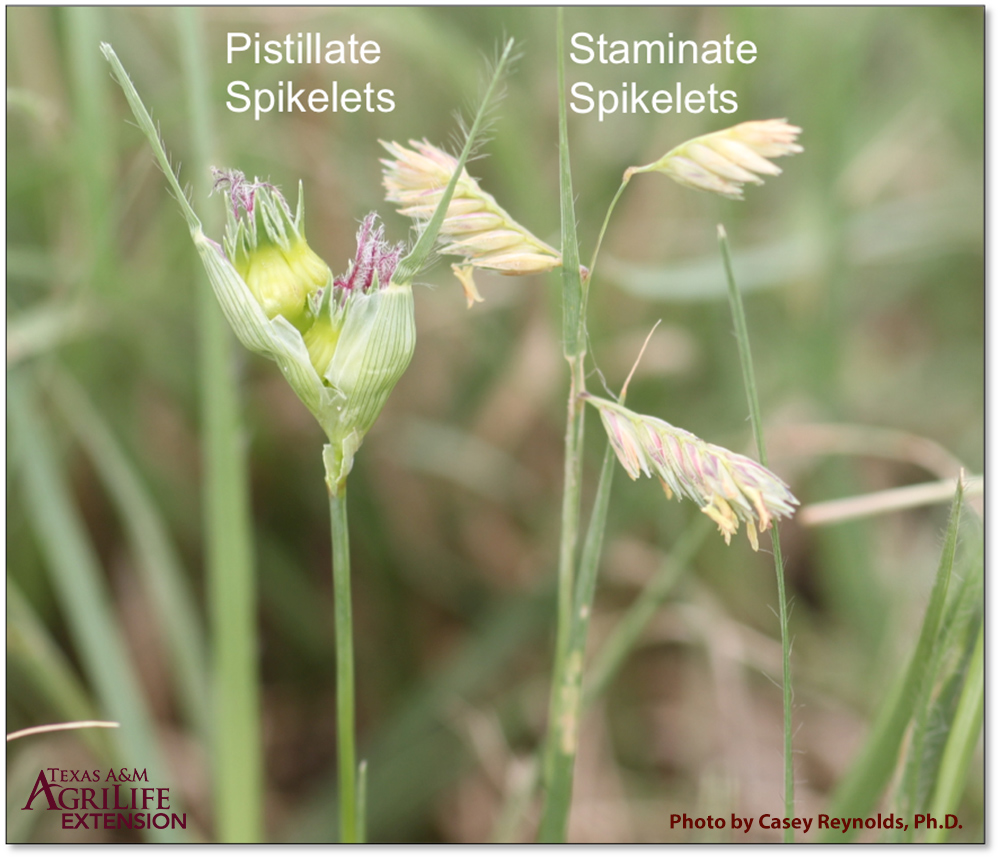 Two flowers on buffalograss, a female pistillate spikelets on the left and a male staminate spikelets on the right.