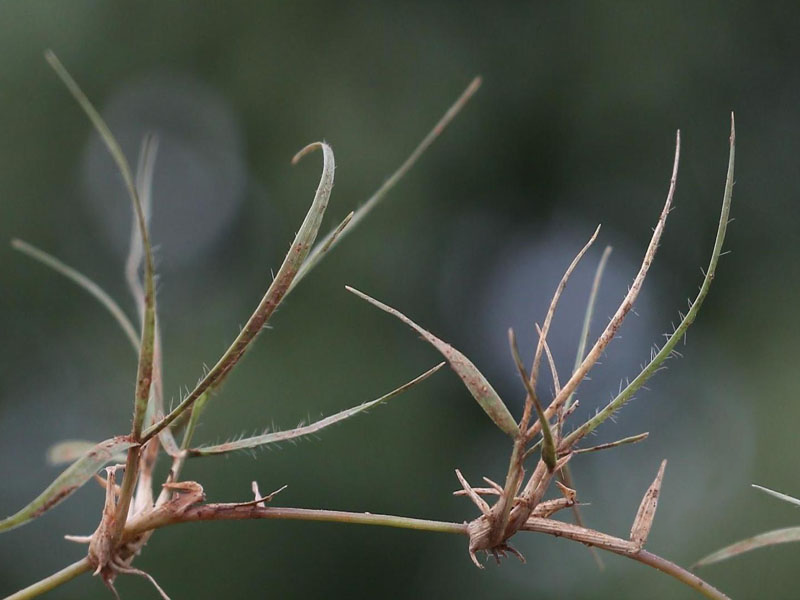 Two brown smooth stolons on buffalograss.