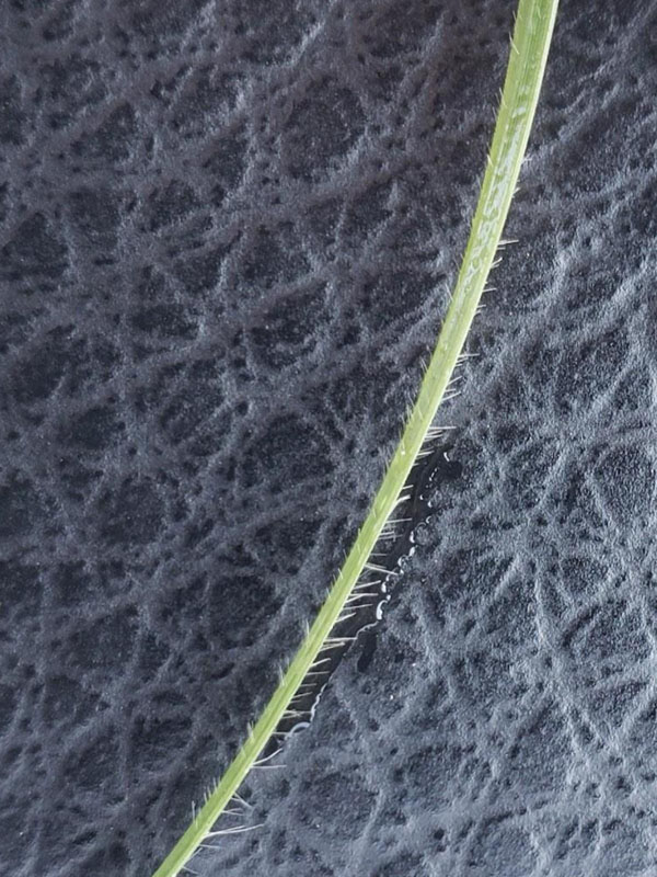A leaf of buffalograss with hairs on the leaf.
