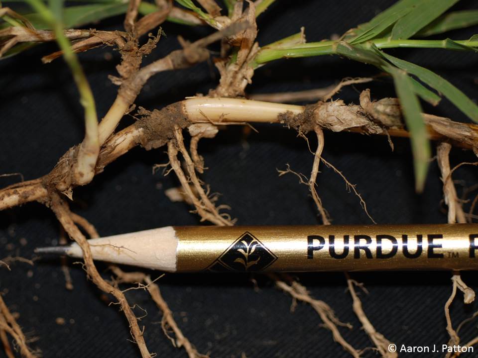 A brown pencil that saus 