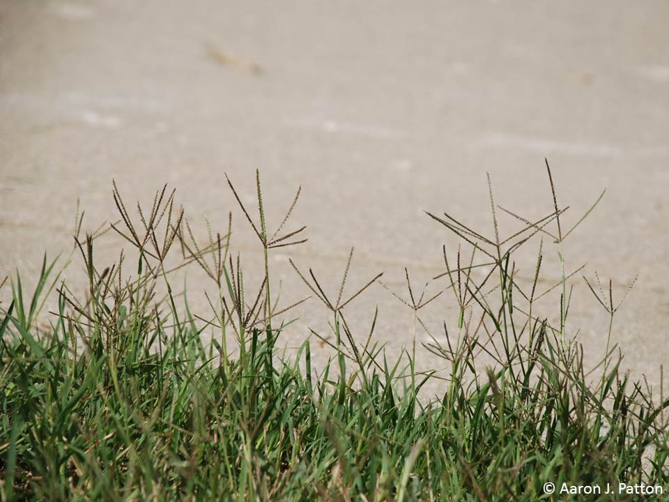 Green bermudagrass seed heads next to a body of water.
